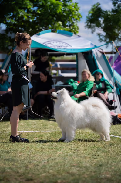 Samojed klub SK – Veterán