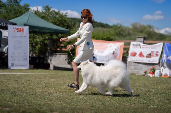 Samojed klub SK – Veterán