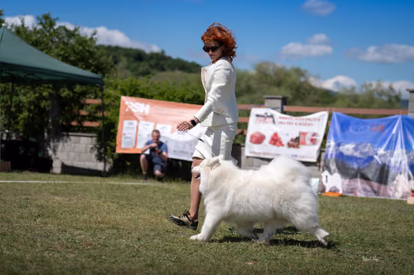 Samojed klub SK – Veterán
