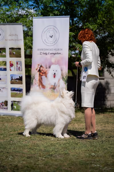 Samojed klub SK – Veterán