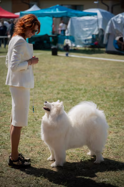 Samojed klub SK – Veterán