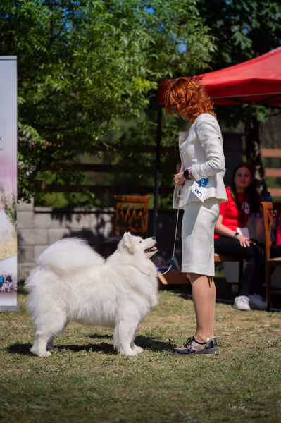 Samojed klub SK – Veterán