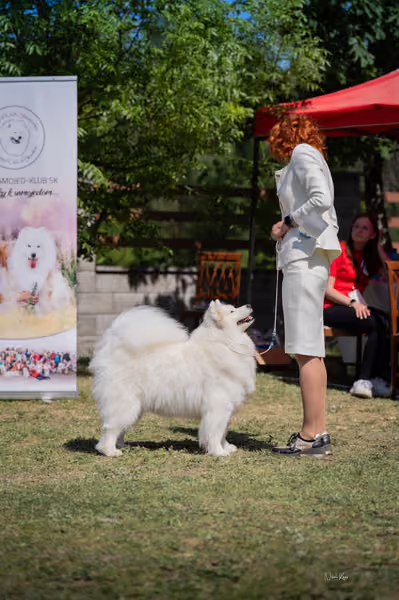 Samojed klub SK – Veterán