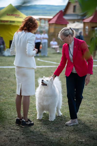 Samojed klub SK – Veterán