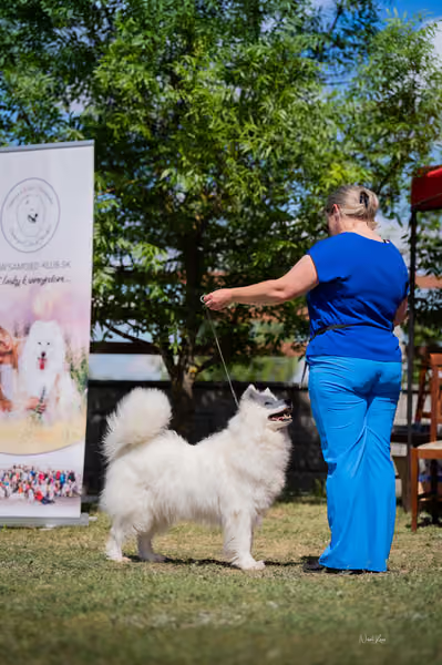 Samojed klub SK – Veterán