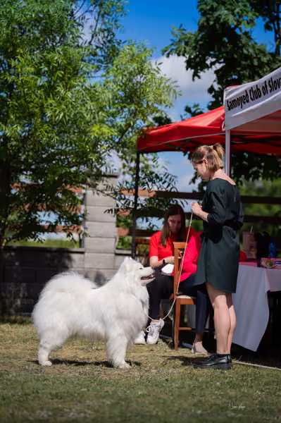 Samojed klub SK – Veterán