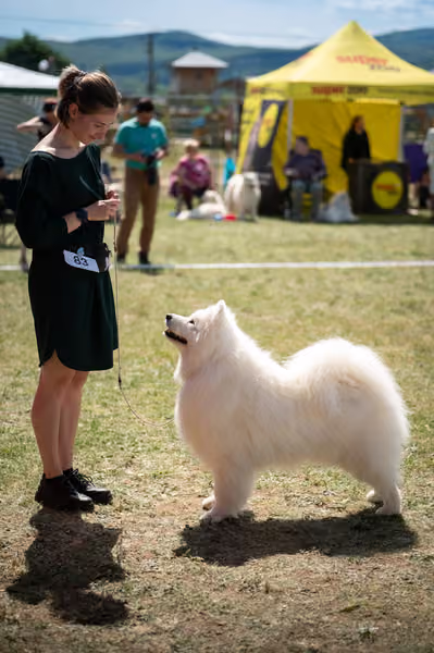 Samojed klub SK – Veterán