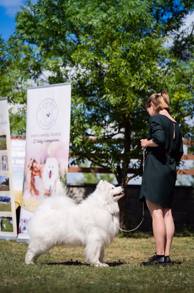 Samojed klub SK – Veterán