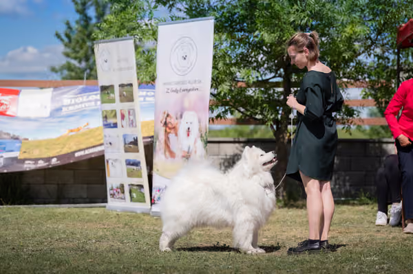 Samojed klub SK – Veterán