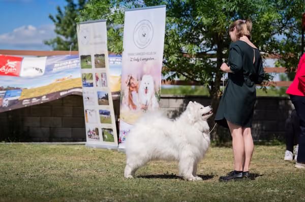 Samojed klub SK – Veterán