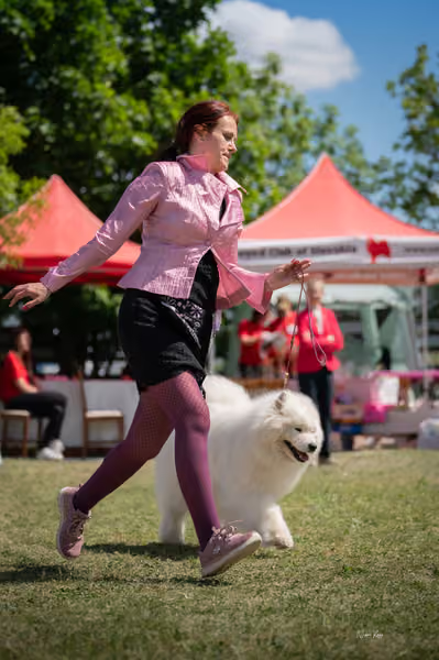 Samojed klub SK – Veterán