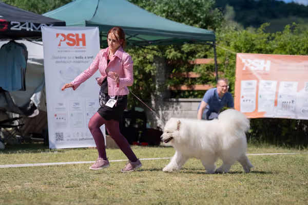 Samojed klub SK – Veterán