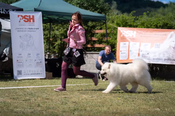 Samojed klub SK – Veterán