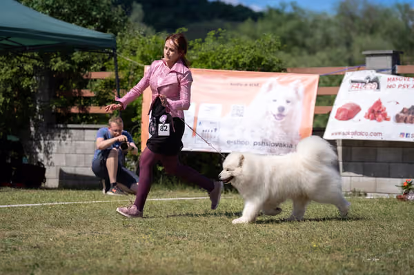 Samojed klub SK – Veterán