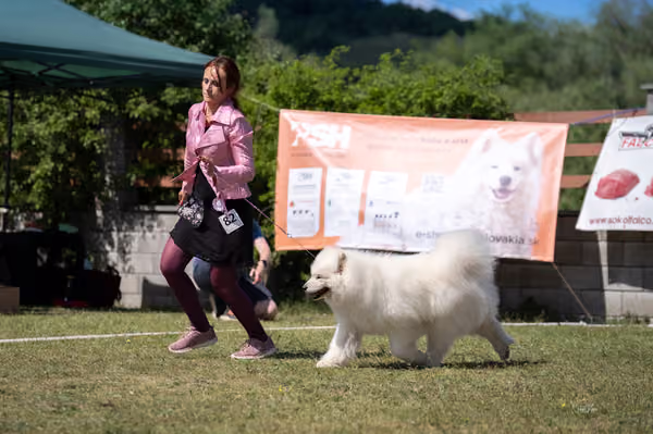 Samojed klub SK – Veterán