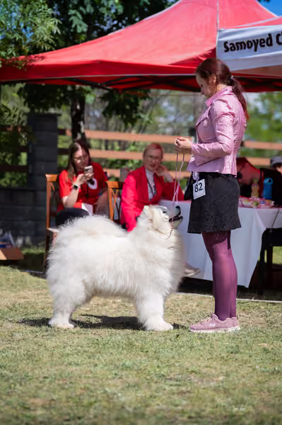 Samojed klub SK – Veterán