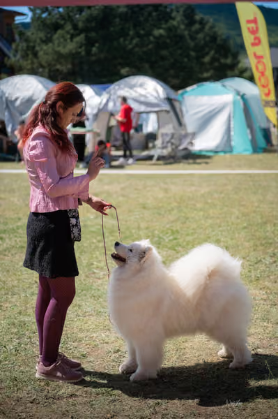 Samojed klub SK – Veterán