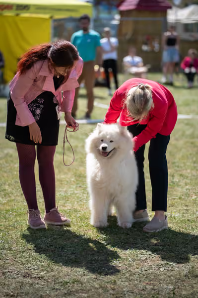 Samojed klub SK – Veterán