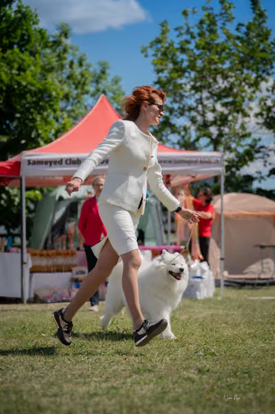 Samojed klub SK – Veterán