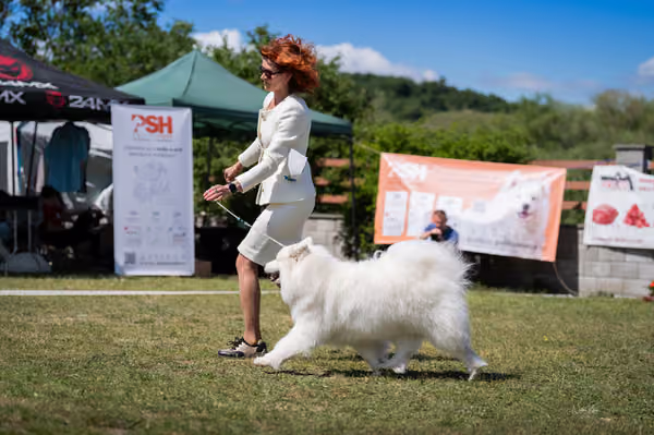 Samojed klub SK – Veterán