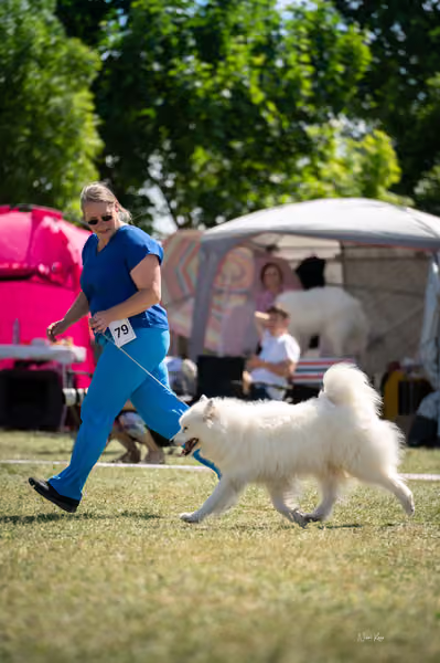 Samojed klub SK – Veterán