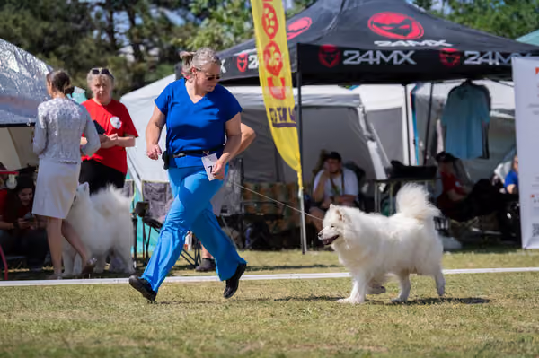 Samojed klub SK – Veterán