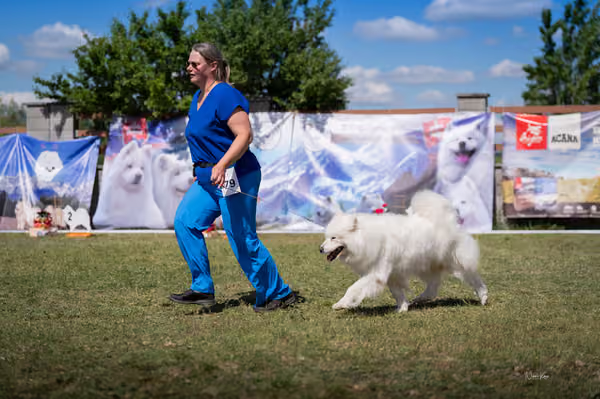 Samojed klub SK – Veterán
