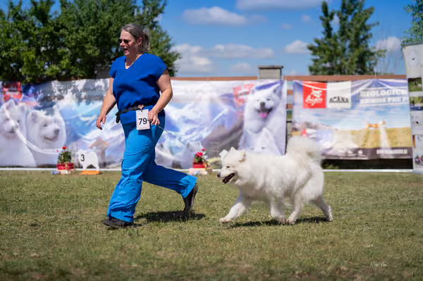 Samojed klub SK – Veterán