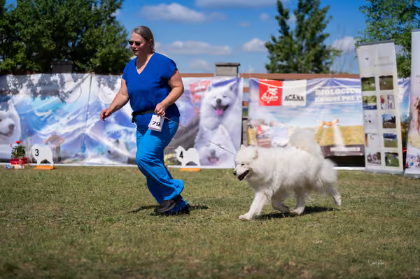 Samojed klub SK – Veterán