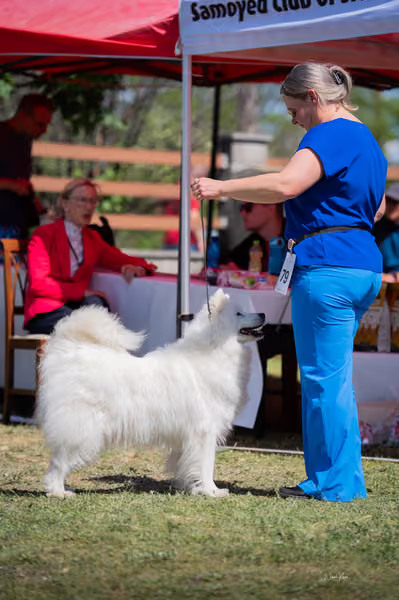 Samojed klub SK – Veterán