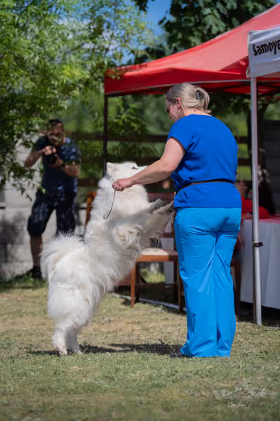 Samojed klub SK – Veterán