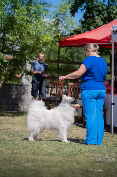 Samojed klub SK – Veterán
