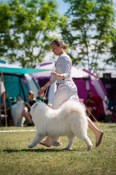 Samojed klub SK – Veterán