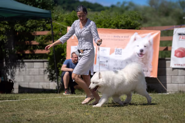 Samojed klub SK – Veterán