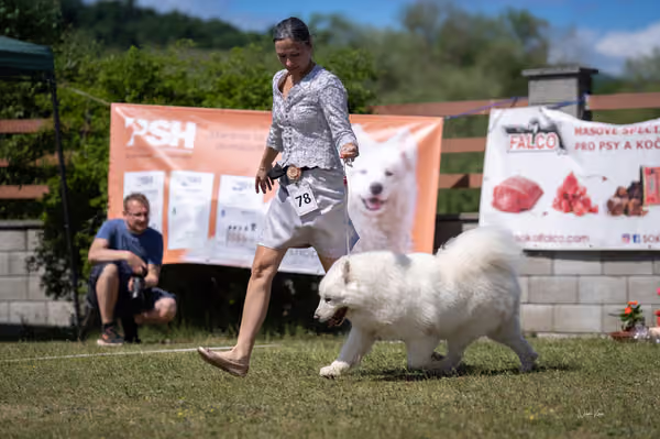 Samojed klub SK – Veterán