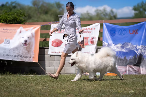 Samojed klub SK – Veterán
