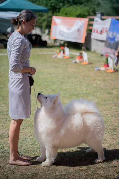 Samojed klub SK – Veterán