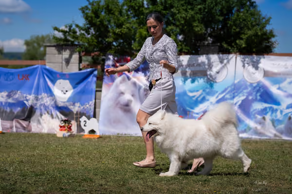 Samojed klub SK – Veterán