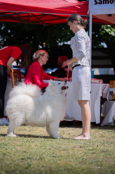 Samojed klub SK – Veterán