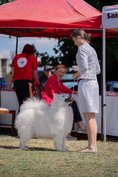 Samojed klub SK – Veterán