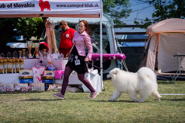 Samojed klub SK – Veterán