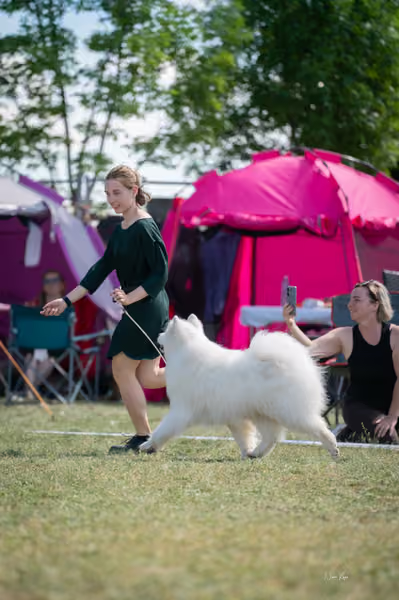 Samojed klub SK – Veterán