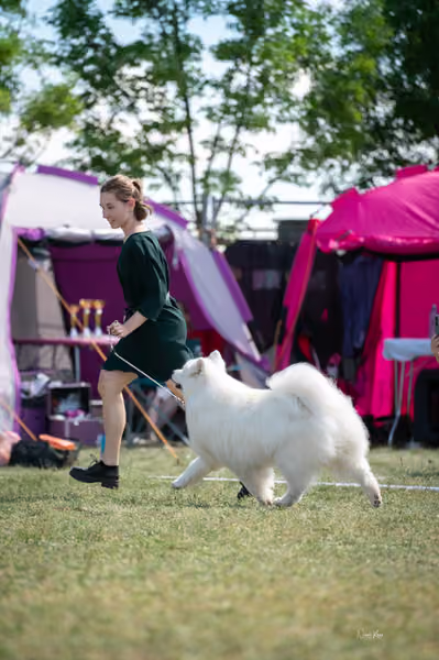 Samojed klub SK – Veterán