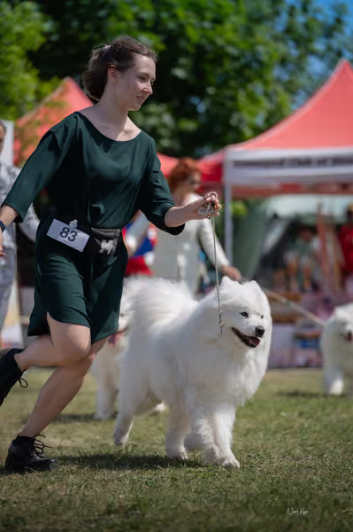 Samojed klub SK – Veterán