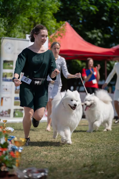Samojed klub SK – Veterán
