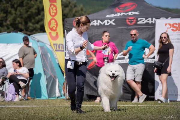 Samojed Klub SK