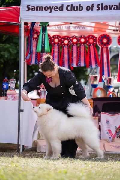 Samojed Klub SK – 9. května 2026