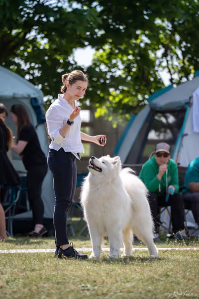 Samojed Klub SK – 9. května 2026