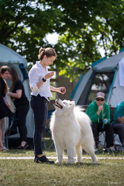 Samojed Klub SK – 9. května 2026