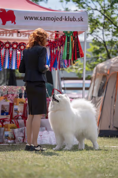 Samojed Klub SK – 9. května 2026